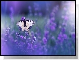 Motyl, Kwiaty, Lawenda