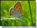 Motyl, Kwiaty, Liście