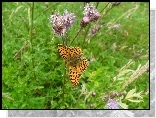 Motyl, Kwiaty, Ostu