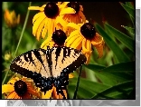 Żółte, Kwiaty, Rudbekia, Motyl, Paź królowej