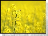 Żółte, Kwiaty, Rzepak, Pszczółka