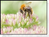 Pszczoła, Kwiaty, Makro