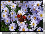 Kwiaty, Astry marcinki, Motyl, Rusałka pawik