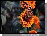 Kwiaty, Cynie, Motyl, Rusałka osetnik