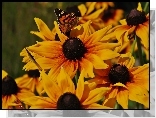 Kwiaty, Rudbekie, Motyl, Rusałka, Osetnik