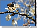 Kwitnąca, Gałąź, Pszczoła, Drzewo Owocowe