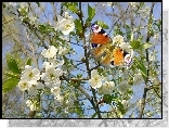 Motyl, Kwitnące, Drzewo