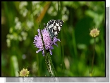 Motyl, Polowiec szachownica, Kwiat, Driakiew, Trawa, Źdźbło, Łąka