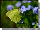 Motyl, Latolistek cytrynek, Niebieskie, Niezapominajki