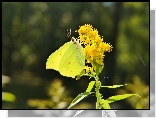 Latolistek cytrynek, Motyl