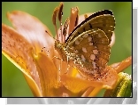 Lilia, Motyl