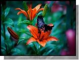 Lilie, Kwiaty, Czarny, Motyl, Papilio okinawensis