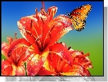 Pomarańczowe, Lilie, Motyl
