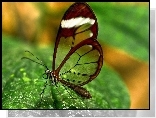 Liść, Motyl
