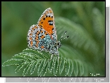 Motyl, Liść, Makro
