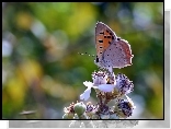 Makro, Owad, Motyl, Kwiaty