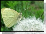 Motyl, Mniszek, Mlecz