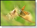 Motyl, Mniszek Pospolity