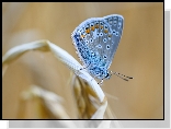 Motyl, Modraszek ikar, Owad, Niebieski