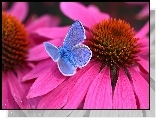 Modraszek, Motyl, Je��wka, Kwiat