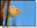 Motyl, Modraszek adonis