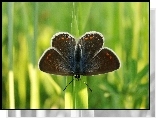 Motyl, Modraszek agestis