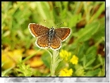 Motyl, Modraszek agestis