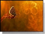 Motyl, Modraszek, Bokeh
