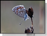 Motyl, Modraszek, Owad