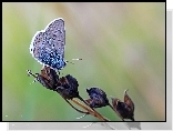 Motyl, Modraszek, Owad