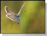 Motyl, Modraszek, Owad