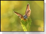 Motyl, Modraszek, Owad