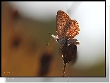 Motyl, Modraszek, Owad