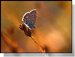 Motyl, Modraszek, Owad