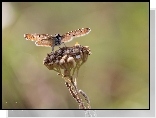Motyl, Modraszek, Owad