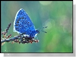 Motyl, Modraszek, Owad