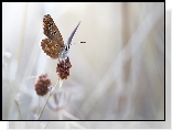 Motyl, Modraszek ikar, Roślina, Macro, Rozmyte, Tło