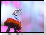 Modraszek, Motyl