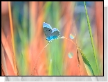 Źdźbła, Trawy, Motyl, Modraszek nausitous