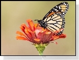 Motyl, Monarch, Kwiat