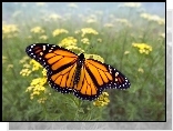 Motyl, Monarch, Kwiaty