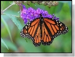 Motyl, Monarch, Kwiaty