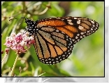 Motyl, Monarch, Kwiaty
