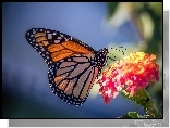 Motyl monarcha, Kwiat