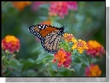 Motyl monarcha, Kwiaty