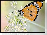 Motyl, Monarcha złocisty, Makro, Roślina, Dzika marchew, Rozmycie