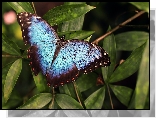 Niebiesko-czarny, Motyl, Morpho peleides, Liście