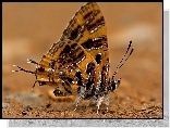 Motyl