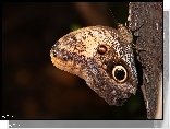 Motyl
