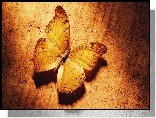 Motyl